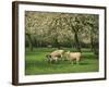 Sheep and Lambs Beneath Apple Trees in a Cider Orchard in Herefordshire, England-Michael Busselle-Framed Photographic Print