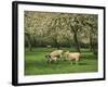 Sheep and Lambs Beneath Apple Trees in a Cider Orchard in Herefordshire, England-Michael Busselle-Framed Photographic Print