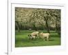 Sheep and Lambs Beneath Apple Trees in a Cider Orchard in Herefordshire, England-Michael Busselle-Framed Photographic Print