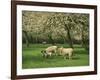 Sheep and Lambs Beneath Apple Trees in a Cider Orchard in Herefordshire, England-Michael Busselle-Framed Photographic Print