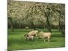 Sheep and Lambs Beneath Apple Trees in a Cider Orchard in Herefordshire, England-Michael Busselle-Mounted Photographic Print