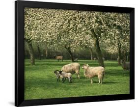 Sheep and Lambs Beneath Apple Trees in a Cider Orchard in Herefordshire, England-Michael Busselle-Framed Photographic Print