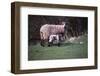 Sheep and Lambs in April, Wharfedale, Yorkshire, 20th century-CM Dixon-Framed Photographic Print