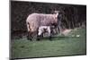 Sheep and Lambs in April, Wharfedale, Yorkshire, 20th century-CM Dixon-Mounted Photographic Print