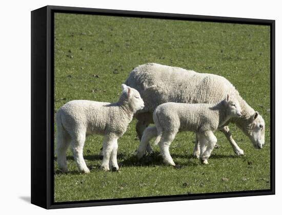Sheep and Lambs, Near Dunedin, Otago, South Island, New Zealand-David Wall-Framed Stretched Canvas