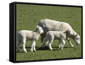 Sheep and Lambs, Near Dunedin, Otago, South Island, New Zealand-David Wall-Framed Stretched Canvas