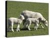 Sheep and Lambs, Near Dunedin, Otago, South Island, New Zealand-David Wall-Stretched Canvas