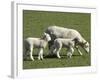 Sheep and Lambs, Near Dunedin, Otago, South Island, New Zealand-David Wall-Framed Photographic Print