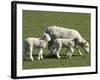 Sheep and Lambs, Near Dunedin, Otago, South Island, New Zealand-David Wall-Framed Photographic Print