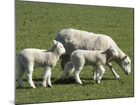 Sheep and Lambs, Near Dunedin, Otago, South Island, New Zealand-David Wall-Mounted Photographic Print