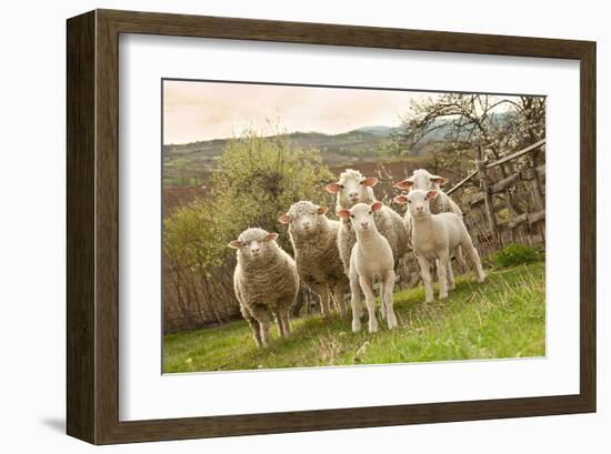 Sheep and Lambs on Pasture-null-Framed Art Print