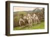 Sheep and Lambs on Pasture-null-Framed Art Print