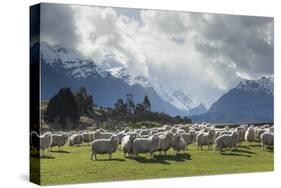 Sheep and Mountains Near Glenorchy, Queenstown, South Island, New Zealand, Pacific-Nick-Stretched Canvas