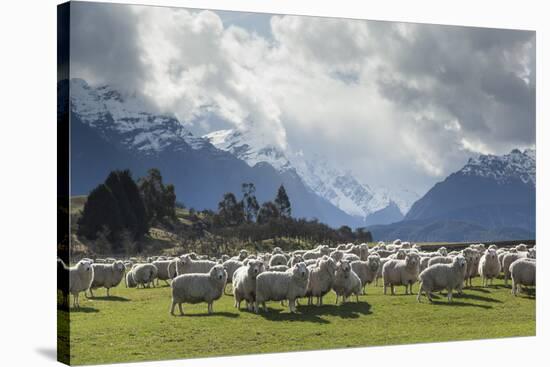 Sheep and Mountains Near Glenorchy, Queenstown, South Island, New Zealand, Pacific-Nick-Stretched Canvas