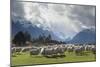 Sheep and Mountains Near Glenorchy, Queenstown, South Island, New Zealand, Pacific-Nick-Mounted Photographic Print