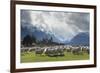 Sheep and Mountains Near Glenorchy, Queenstown, South Island, New Zealand, Pacific-Nick-Framed Photographic Print