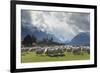 Sheep and Mountains Near Glenorchy, Queenstown, South Island, New Zealand, Pacific-Nick-Framed Photographic Print