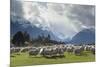 Sheep and Mountains Near Glenorchy, Queenstown, South Island, New Zealand, Pacific-Nick-Mounted Photographic Print