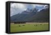 Sheep and Mountains Near Glenorchy, Queenstown, South Island, New Zealand, Pacific-Nick-Framed Stretched Canvas