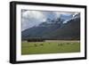 Sheep and Mountains Near Glenorchy, Queenstown, South Island, New Zealand, Pacific-Nick-Framed Photographic Print