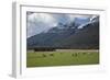 Sheep and Mountains Near Glenorchy, Queenstown, South Island, New Zealand, Pacific-Nick-Framed Photographic Print