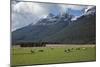 Sheep and Mountains Near Glenorchy, Queenstown, South Island, New Zealand, Pacific-Nick-Mounted Photographic Print