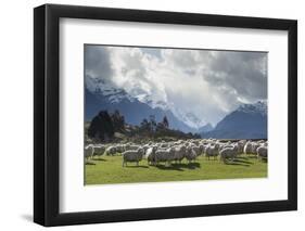 Sheep and Mountains Near Glenorchy, Queenstown, South Island, New Zealand, Pacific-Nick-Framed Photographic Print
