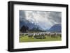 Sheep and Mountains Near Glenorchy, Queenstown, South Island, New Zealand, Pacific-Nick-Framed Photographic Print