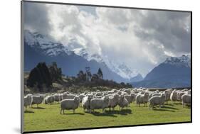 Sheep and Mountains Near Glenorchy, Queenstown, South Island, New Zealand, Pacific-Nick-Mounted Photographic Print