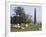 Sheep and Obelisk, Welcombe Hills, Near Stratford Upon Avon, Warwickshire, England-David Hughes-Framed Photographic Print