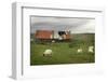 Sheep and Old Barn-pink candy-Framed Photographic Print