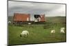 Sheep and Old Barn-pink candy-Mounted Photographic Print