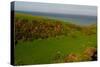 Sheep and the Rolling Hills to the Ocean, Otago, South Island, New Zealand, Pacific-Bhaskar Krishnamurthy-Stretched Canvas