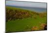 Sheep and the Rolling Hills to the Ocean, Otago, South Island, New Zealand, Pacific-Bhaskar Krishnamurthy-Mounted Photographic Print
