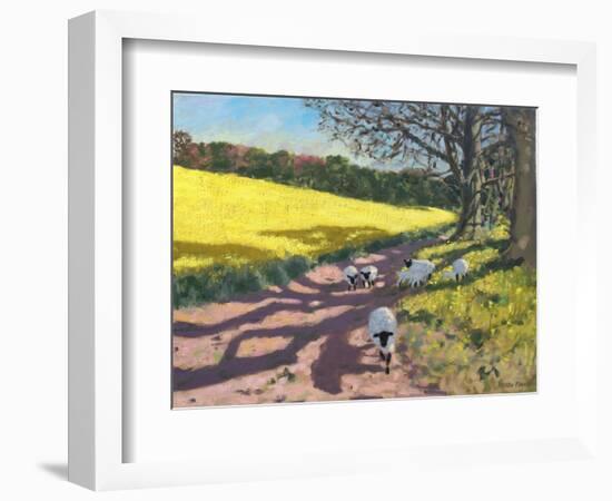 Sheep And Yellow Field-Andrew Macara-Framed Giclee Print