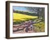 Sheep And Yellow Field-Andrew Macara-Framed Giclee Print