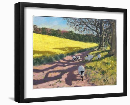 Sheep And Yellow Field-Andrew Macara-Framed Giclee Print