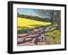 Sheep And Yellow Field-Andrew Macara-Framed Giclee Print
