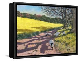 Sheep And Yellow Field-Andrew Macara-Framed Stretched Canvas