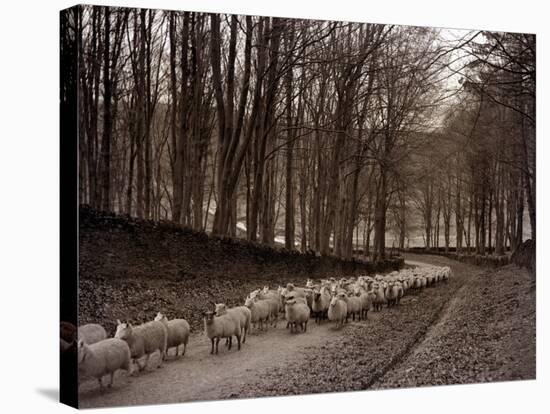 Sheep are Brought Down from the High Pastures to Their Winter Grazing, 1934-null-Stretched Canvas