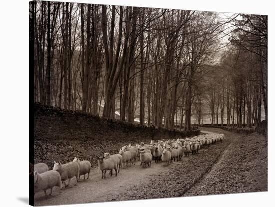 Sheep are Brought Down from the High Pastures to Their Winter Grazing, 1934-null-Stretched Canvas