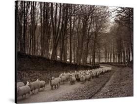 Sheep are Brought Down from the High Pastures to Their Winter Grazing, 1934-null-Stretched Canvas