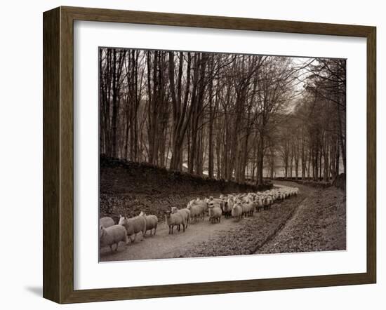 Sheep are Brought Down from the High Pastures to Their Winter Grazing, 1934-null-Framed Premium Photographic Print