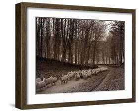 Sheep are Brought Down from the High Pastures to Their Winter Grazing, 1934-null-Framed Premium Photographic Print