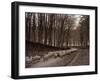 Sheep are Brought Down from the High Pastures to Their Winter Grazing, 1934-null-Framed Premium Photographic Print