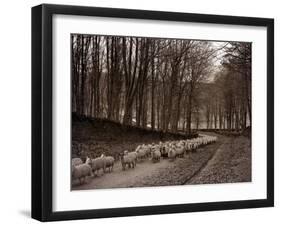 Sheep are Brought Down from the High Pastures to Their Winter Grazing, 1934-null-Framed Premium Photographic Print