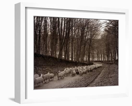 Sheep are Brought Down from the High Pastures to Their Winter Grazing, 1934-null-Framed Premium Photographic Print