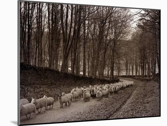 Sheep are Brought Down from the High Pastures to Their Winter Grazing, 1934-null-Mounted Premium Photographic Print