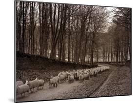 Sheep are Brought Down from the High Pastures to Their Winter Grazing, 1934-null-Mounted Premium Photographic Print