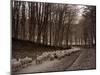 Sheep are Brought Down from the High Pastures to Their Winter Grazing, 1934-null-Mounted Photographic Print